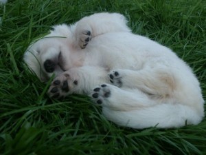 Pup in het gras