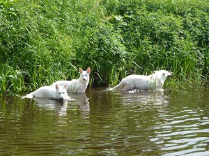 Beweging witte herder