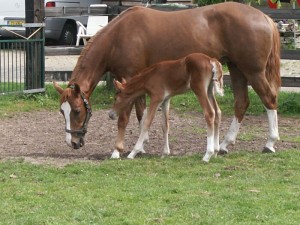 Paarden