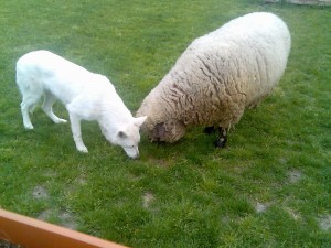 Omgang honden en schapen