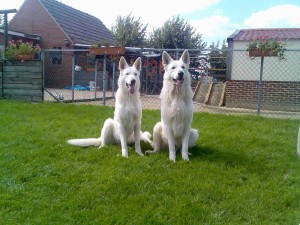 Algemene verschijning witte herder