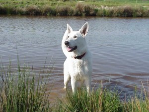 Vooraanzicht witte herder