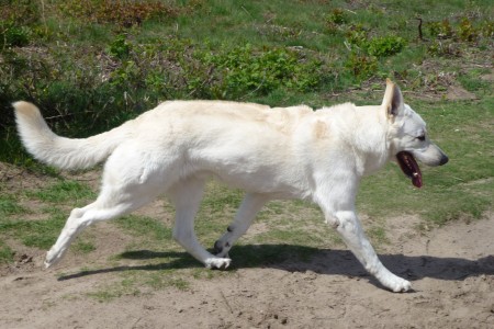 Sunny - witte herder