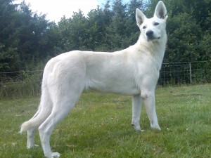 Voice - witte herder