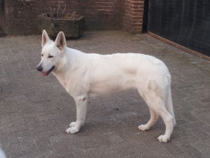 Ghadiesha - witte herder