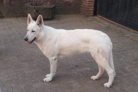 Ghadiesha - witte herder