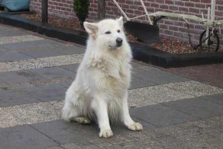 Nikos - witte herder
