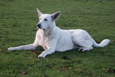 Elaycha - witte herder