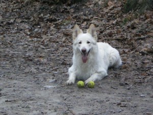 Gem - witte herder