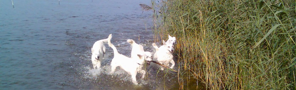 Witte herders in het water